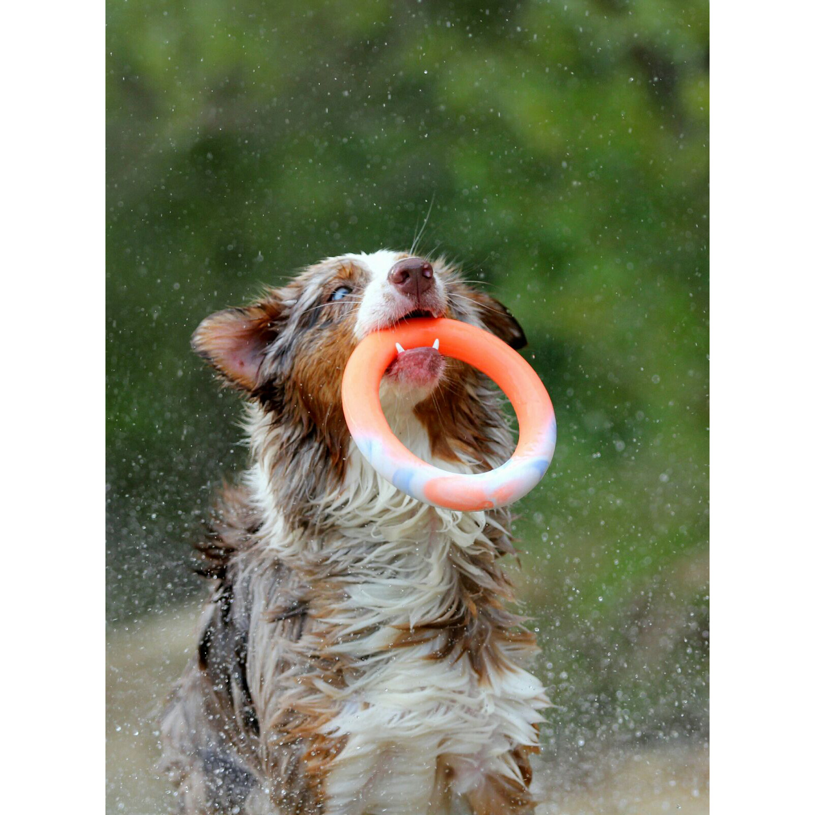 Hundering Wurfring Hundespielzeug schwimmend aus Naturgummi/Vollgummi